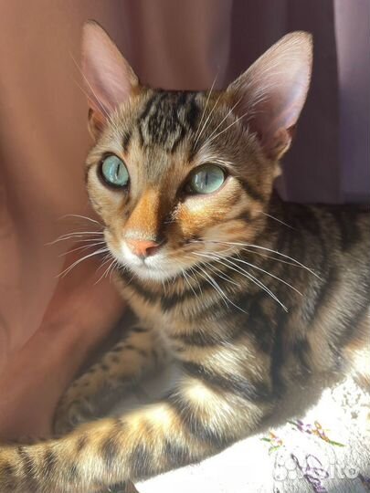 Бенгальская