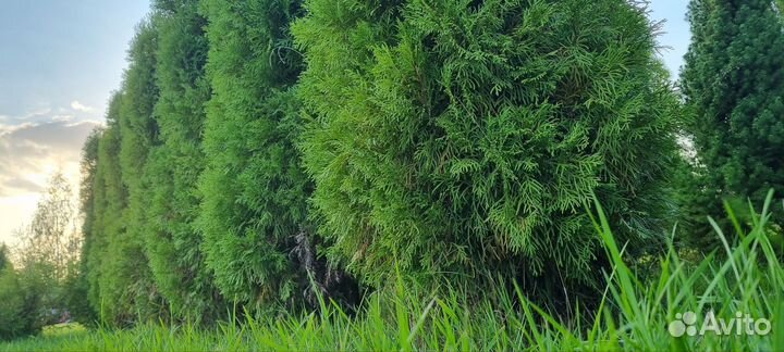 Туя Смарагд