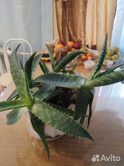 Цветок алоэ вера