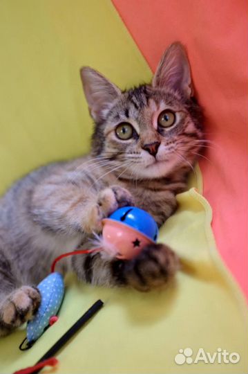 Красивые и ласковые котята в добрые руки