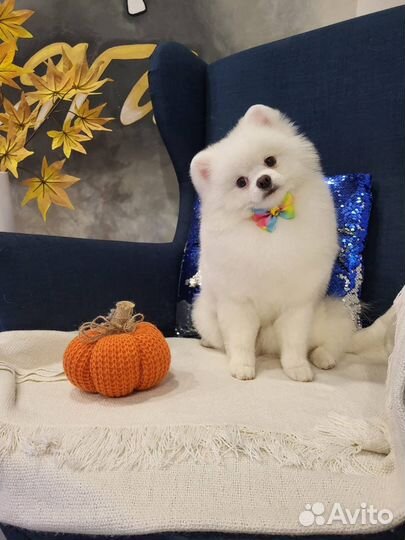 Вязка белого немецкого той шпица (померанского)