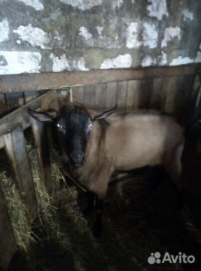 Козёл на вязку (покрытие)