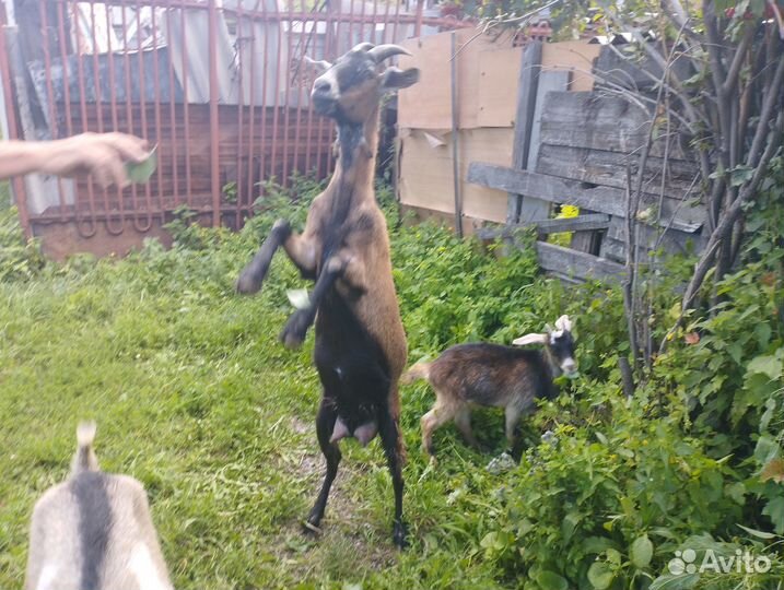 Козы и козлята