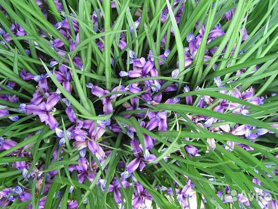 Ирис злаковый