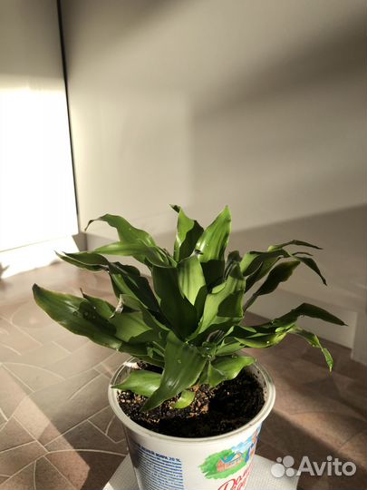 Драцена (Dracaena fragrans 'Compacta' Head)