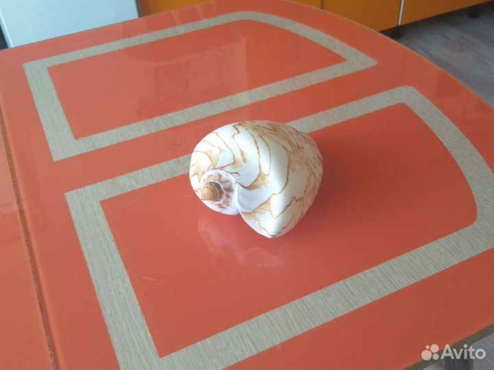 Большая ракушка