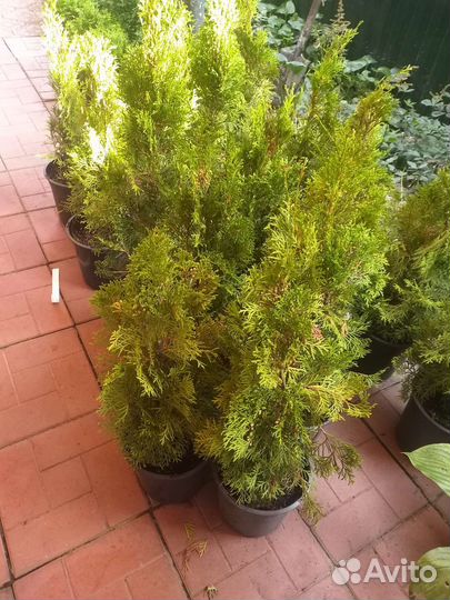 Туи, можевельник, голубая ель, саженцы малины