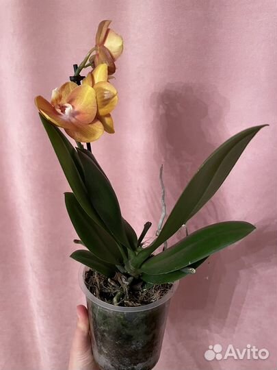 Орхидея фаленопсис Las Vegas