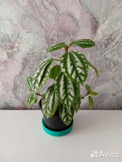 Пилея кадье