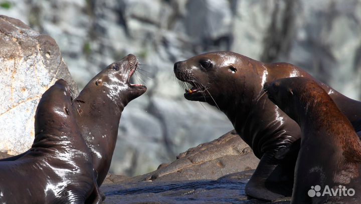 Аренда катера морские прогулки