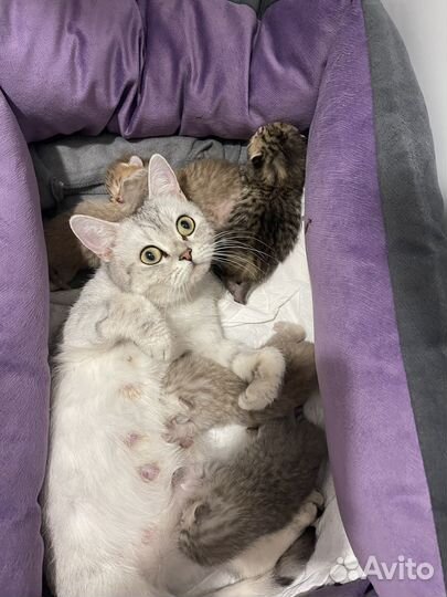 Кошка британка