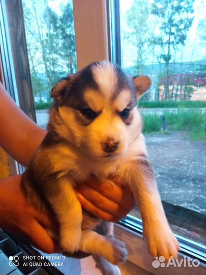 Щенки мама лайка папа хаска