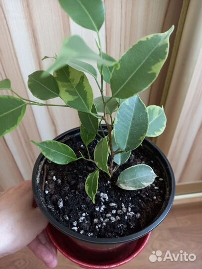 Фикус бенджамина