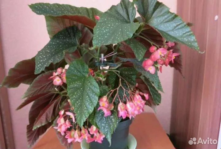 Бегония разная,мята,традесканция,каллизия и др