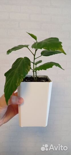 Красный махровый гибискус или китайская роза