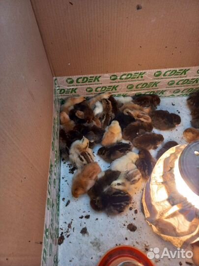 Цыплята суточные