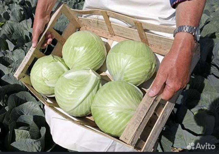 Сортировщица овощей на склад