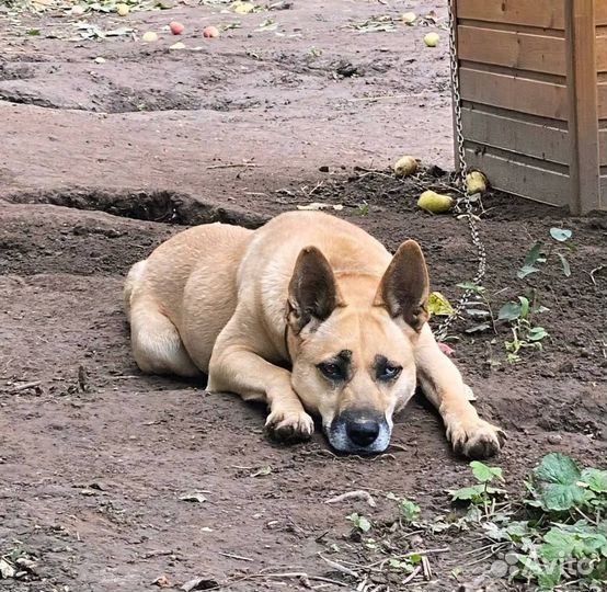 Девочка в добрые руки