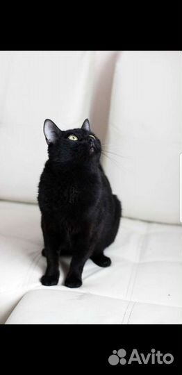 Кошка в добрые руки