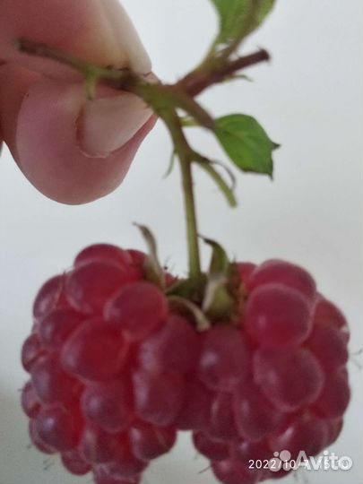 Ремонтантная малина