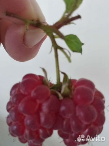 Ремонтантная малина