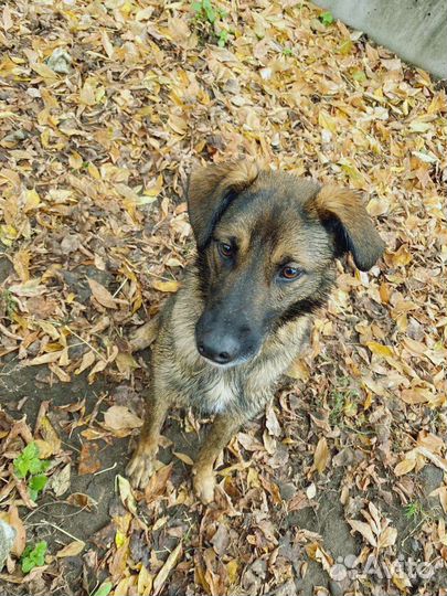 Пес из приюта