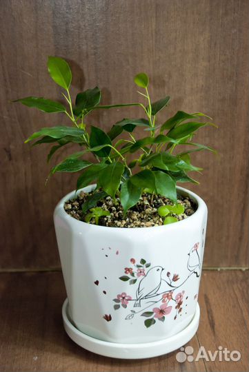 Фикус бенджамина наташа