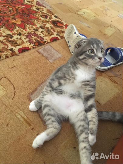 Вислоухий кот