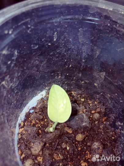 Филодендрон Розовая Принцесса, эпипремнум Себу Блю