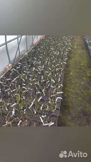 Саженцы Роз