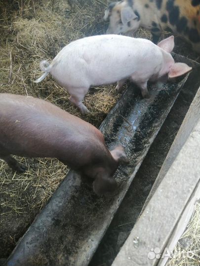 С/х животные