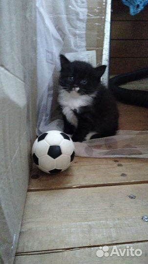 Кошка в дар бесплатно