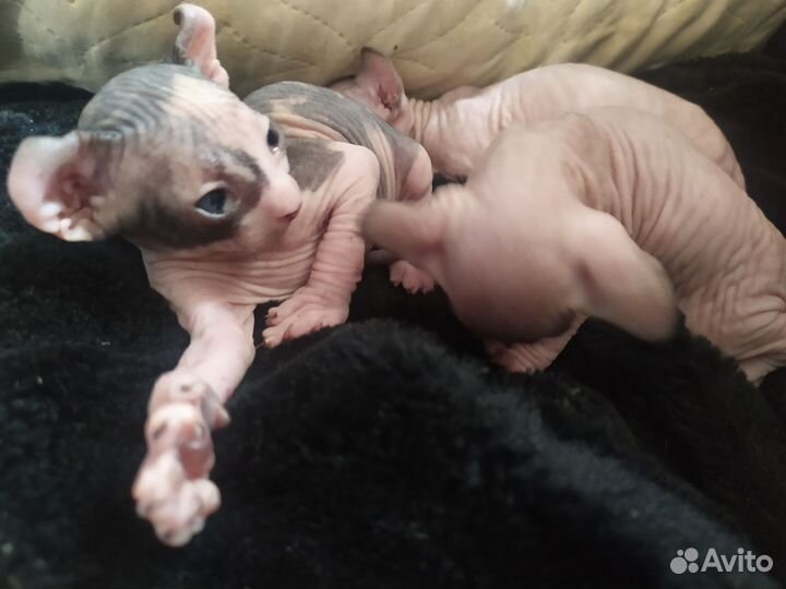 Девочки Канадский Сфинкс, Эльфы