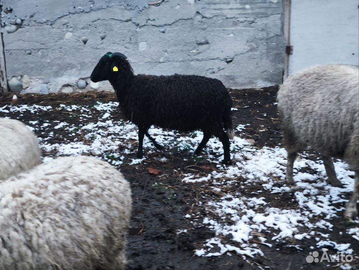 Овцы бараны