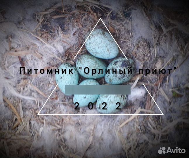 Птенцы черного ворона