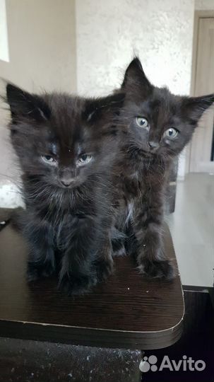Котята ищут дом