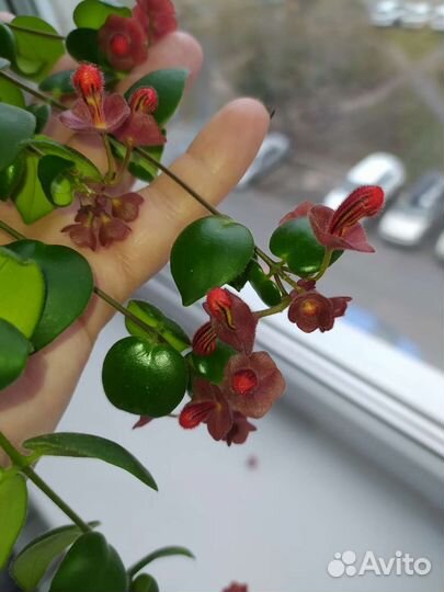 Колумнеи Эсхинантус Колерия