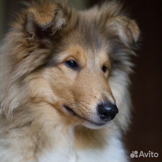 Колли