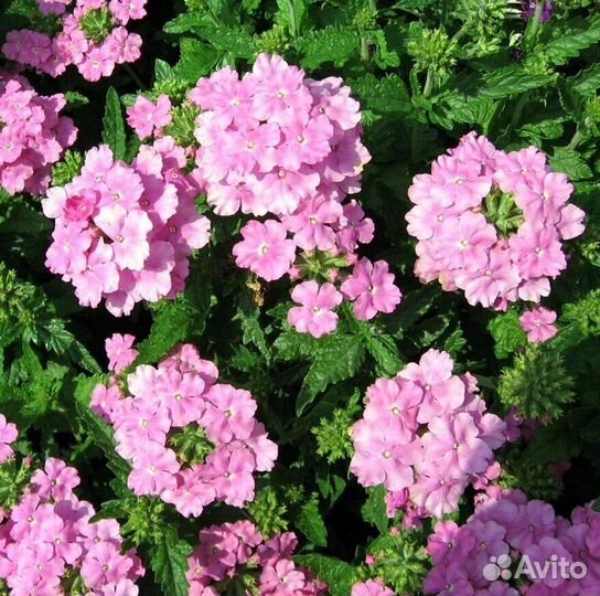 Черенки хризантем укорененные петуния в кашпо