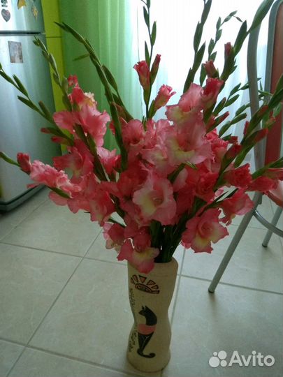 Гладиолусы