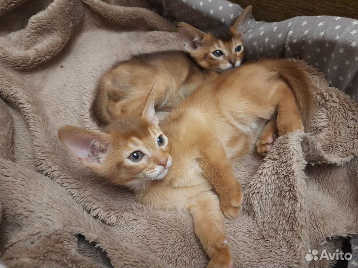 Абиссинские котята