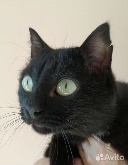Котик-бегемотик Уся