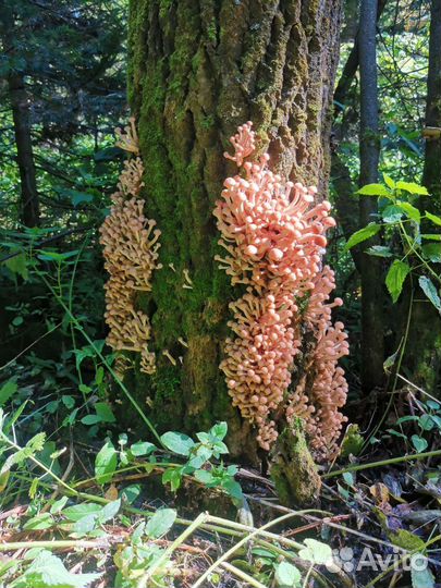 Продукты питания