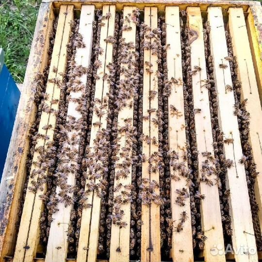 Пчёлы Карпатка, Бакфас пчелопакеты ульи
