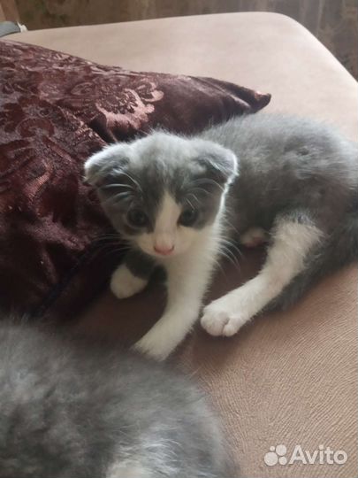 Шотландская вислоухая котенок отдам.добрые руки