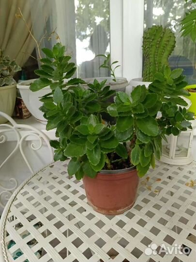 Каландива и диффенбахия