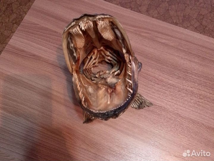 Чучело головы щуки