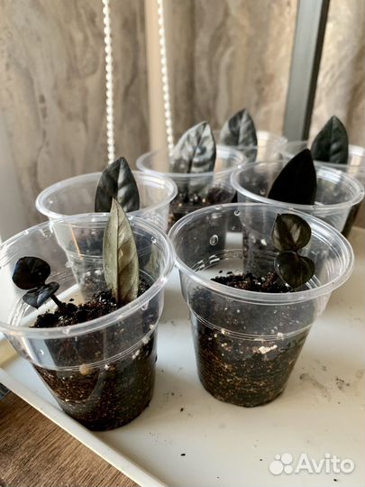 Замиокулькас черный равен