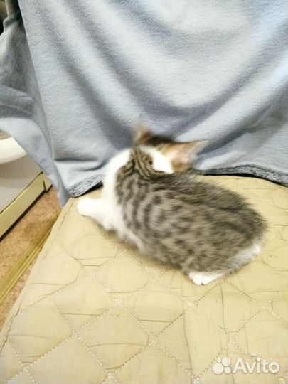 Домашние животные котята