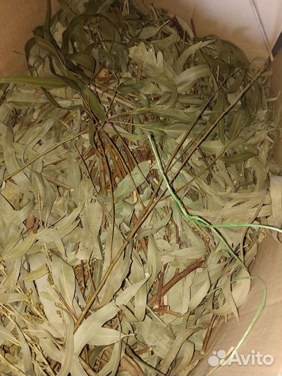 Листья эвкалипта, эвкалипт длиннолистый, веник чай